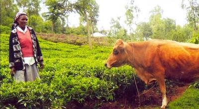 kenya light fund winner agriculture