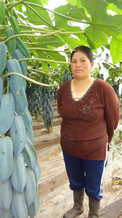babaco fruit