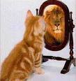 Cat in Mirror